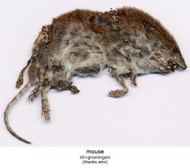 mouse